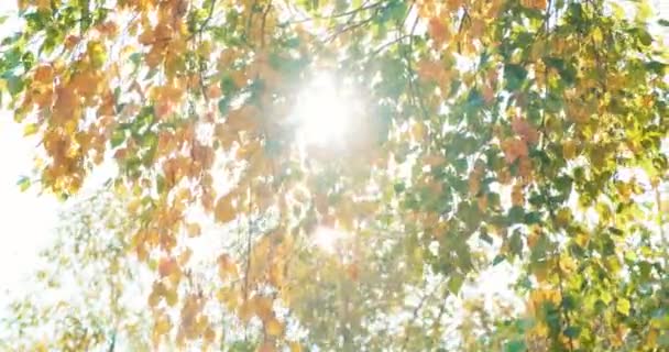 Herbstblätter fallen, bunte Birkenblätter leuchten in der Herbstsonne — Stockvideo