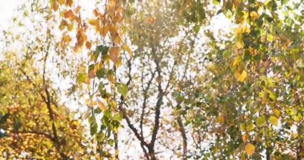 Il vento increspature e strappi fuori le foglie di betulla colorate — Video Stock