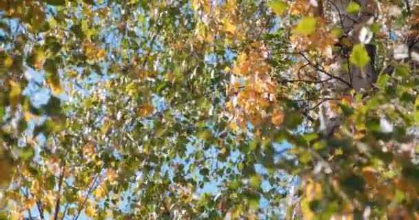 Der Wind kräuselt sich und reißt die bunten Birkenblätter ab — Stockvideo