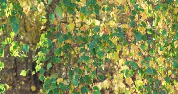 Autunno caduta foglia, foglie di betulla colorate bagliore al sole autunnale — Video Stock