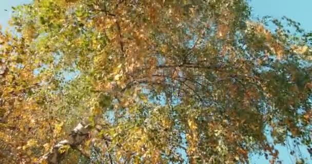 Őszi levél ősz, színes nyírfalevelek ragyognak az őszi napon — Stock videók