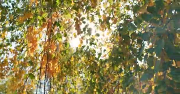 Herbstblätter fallen, bunte Birkenblätter leuchten in der Herbstsonne — Stockvideo