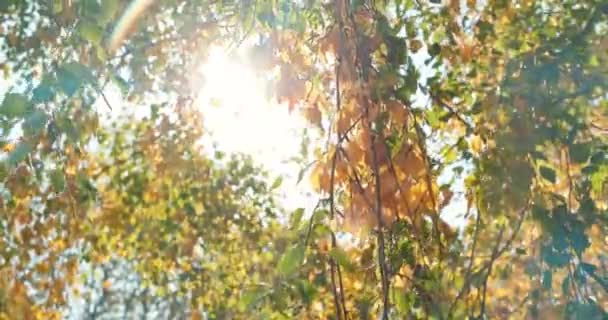 El viento ondea y arranca las coloridas hojas de abedul — Vídeo de stock