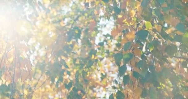 El viento ondea y arranca las coloridas hojas de abedul — Vídeo de stock