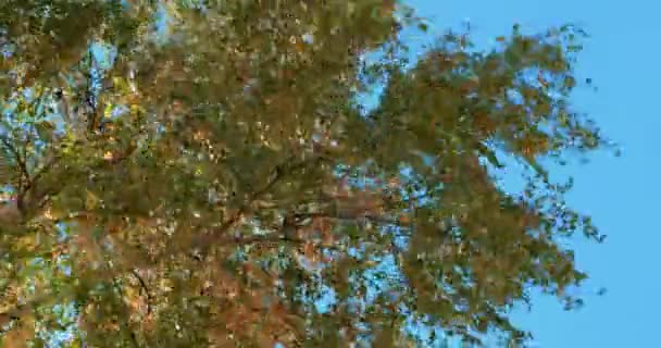 Herbstblätter fallen, bunte Birkenblätter leuchten in der Herbstsonne — Stockvideo