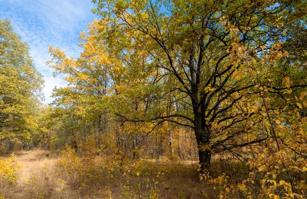 Höstmorgon Den Gula Ekskogen Lövfallet Gammal Närbild — Stockfoto