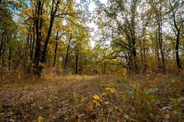 Höstmorgon Den Gula Ekskogen Lövfallet — Stockfoto