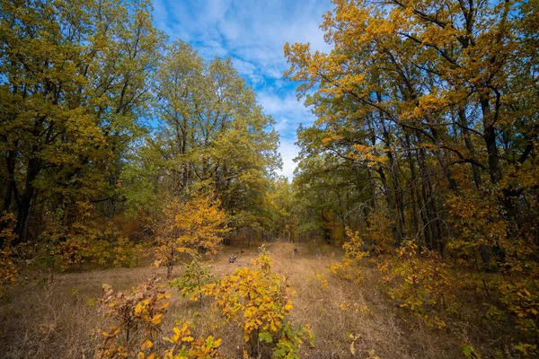 Podzimní Ráno Žlutém Dubovém Lese Během Podzimu Listí — Stock fotografie