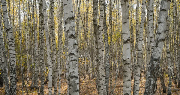 Seltenes Herbstlaub Lugt Hinter Den Stämmen Der Birken Herbstwald Hervor — Stockfoto