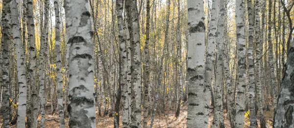 Sällsynta Höstlövverk Kikar Fram Bakom Stammarna Björkar Höstskogen — Stockfoto