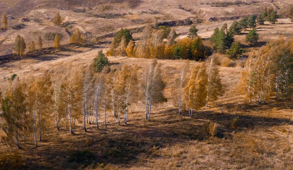 Höstbjörkar Med Gulrött Lövverk Bakgrund Brunt Torkat Gräs Äng Antenn — Stockfoto