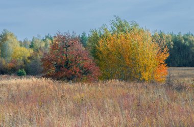 Sonbahar ormanının arka planında kızıl otların arasında renkli sonbahar yaprakları olan üç ağaç.