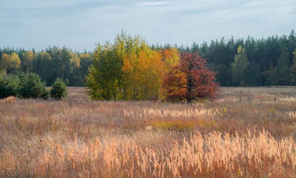 Três Árvores Com Folhagem Outono Colorido Entre Grama Vermelha Fundo — Fotografia de Stock