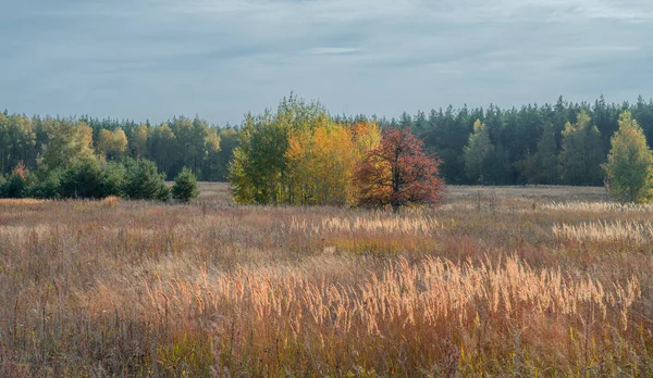 Três Árvores Com Folhagem Outono Colorido Entre Grama Vermelha Fundo — Fotografia de Stock