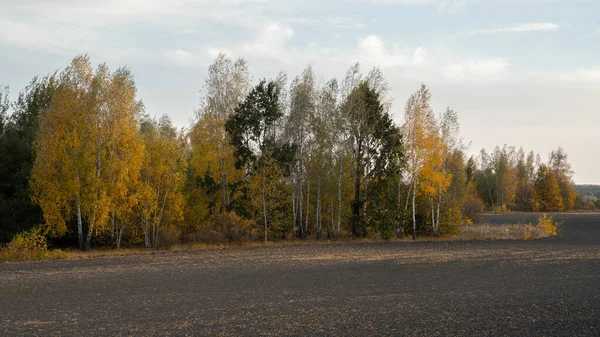 Magnífico Outono Paisagem Multifacetada Com Árvores Coloridas Grama Amarela Contra — Fotografia de Stock