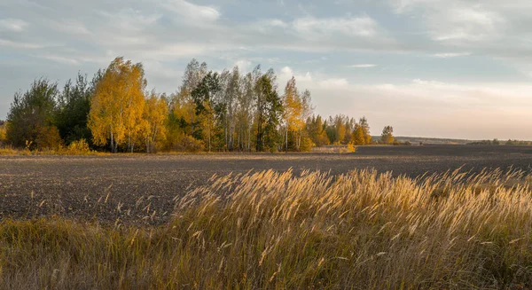 Magnifik Höst Mångfacetterad Landskap Med Färgglada Träd Och Gult Gräs — Stockfoto