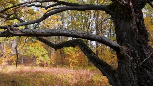 Vieux chêne aux branches séchées sur fond de chênes d'automne — Video
