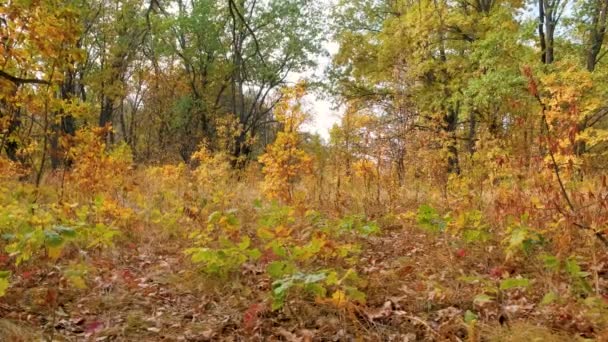 Paysage en chênaie d'automne avec des chênes aux feuilles jaune vif — Video