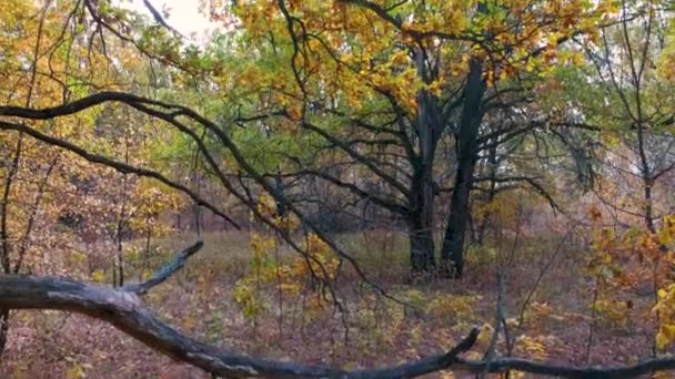 Panorama vertical dans une chênaie d'automne avec des chênes aux feuilles jaune vif — Video