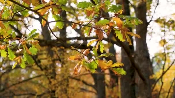 Sonbahar güneşi tarafından aydınlatılmış bir dalda sarı sonbahar meşe yaprakları. — Stok video