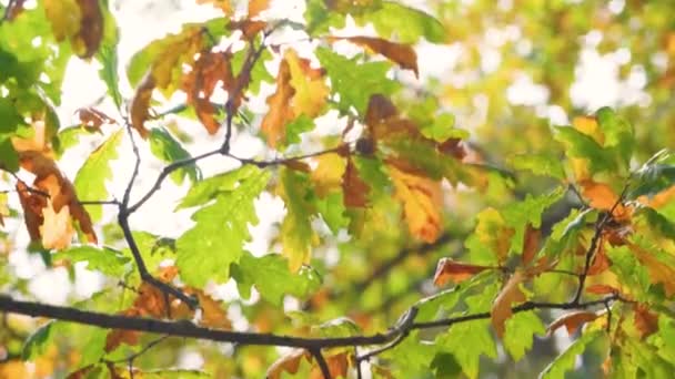 Feuilles de chêne jaune d'automne sur une branche éclairée par le soleil d'automne — Video