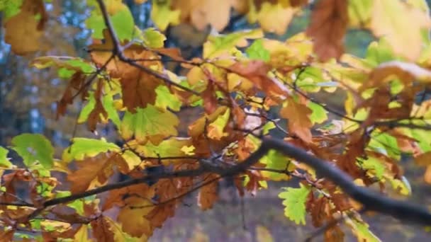 Жовте осіннє листя дуба на гілці, освітленій осіннім сонцем — стокове відео