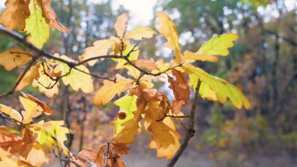 Feuilles de chêne jaune d'automne sur une branche éclairée par le soleil d'automne — Video