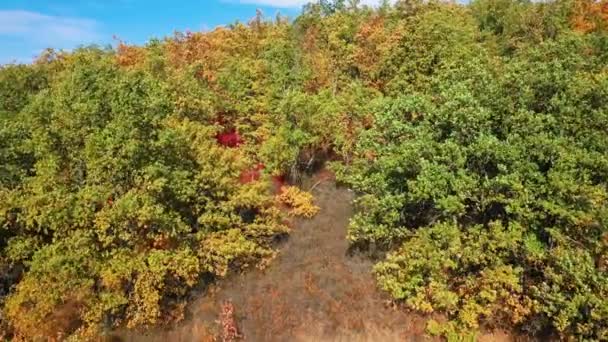Őszi tölgyfa liget világos színes levelek alatt levél alá esik — Stock videók
