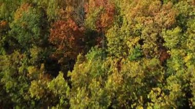 Bir meşe koruluğunda renkli sonbahar meşeleri üzerinde bir kuadkopter uçurmak