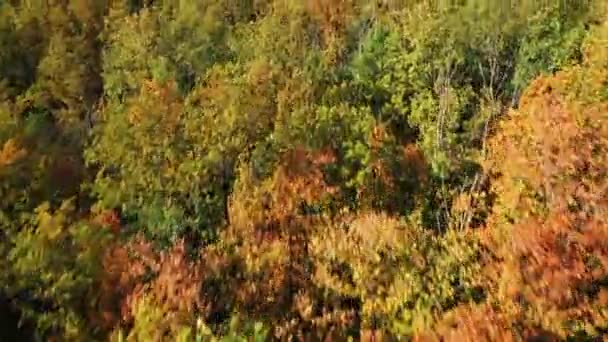 Piloter un quadcopter au-dessus de chênes d'automne colorés dans une chênaie — Video