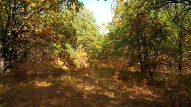 Переміщення камери між дубами з барвистим осіннім листям у дубовому лісі — стокове відео