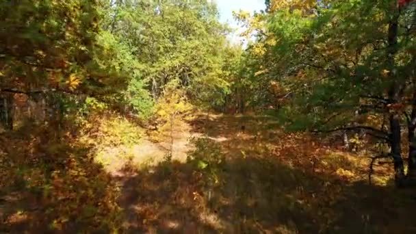 Bewegende camera tussen eiken met kleurrijke herfstbladeren in een eikenbos — Stockvideo