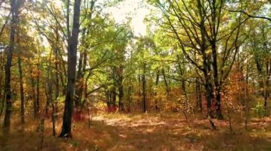 Meşe ağaçlarında renkli sonbahar yaprakları olan meşeler arasında hareket eden kamera.
