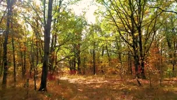 Bewegende camera tussen eiken met kleurrijke herfstbladeren in een eikenbos — Stockvideo