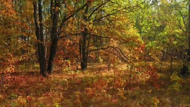 Panorama vertical de un roble con hojas coloridas de otoño en un bosque de robles — Vídeos de Stock