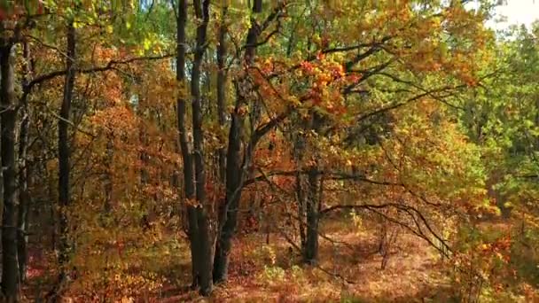 Cámara subir a lo largo de un roble con hojas de otoño de colores en un bosque de robles — Vídeo de stock