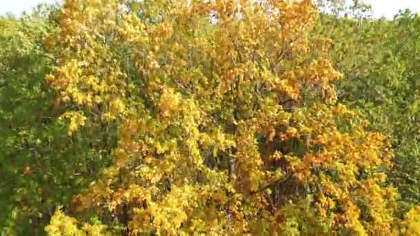 La cámara se agacha a lo largo de un roble con hojas coloridas de otoño — Vídeo de stock