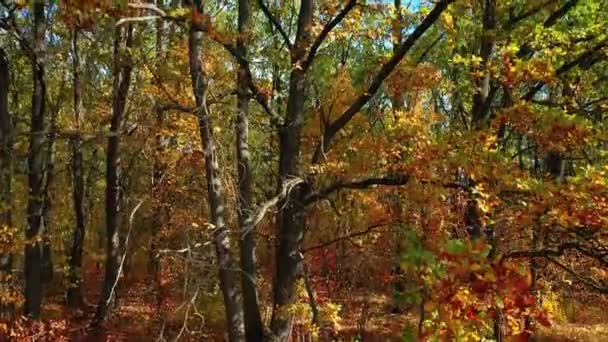 Камера піднімається вздовж дуба з барвистим осіннім листям в дубовому лісі — стокове відео