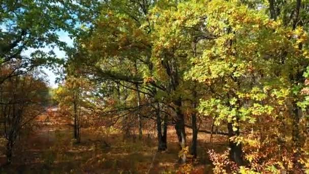 Volando un quadricottero in una foresta di querce tra rami di quercia — Video Stock