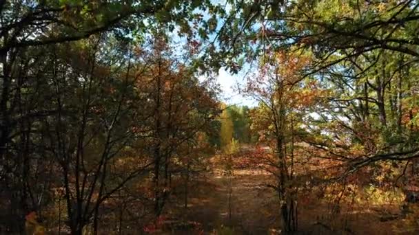 Létání v dubovém lese mezi dubovými větvemi — Stock video