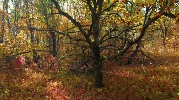 Камера піднімається вздовж дуба з барвистим осіннім листям в дубовому лісі — стокове відео