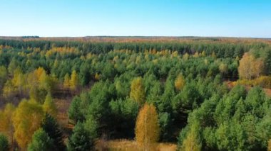 Quadcopter 'ın alçaktan uçuşu genç bir sonbahar ormanı üzerinde