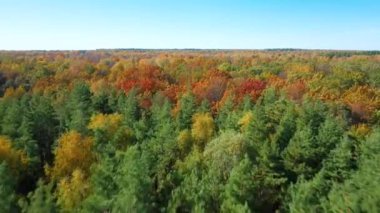 Quadcopter 'ın sonbahar ormanı üzerinde alçaktan uçuşu