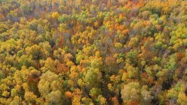Sonbahar ormanındaki renkli ağaçların tepesinde yüksek uçan kuadkopter.