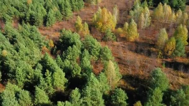 Basso volo del quadricottero sopra le cime di alberi colorati — Video Stock