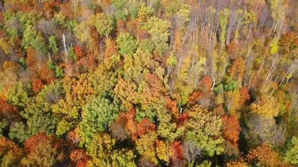 Légi felvétel egy repülésről a színes fák tetején az őszi erdőben — Stock videók