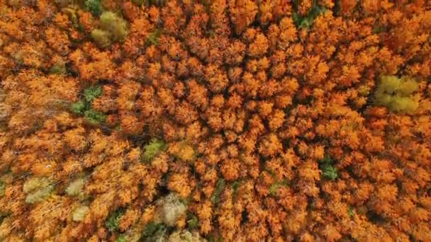 Vídeo aéreo de un vuelo sobre las copas de árboles de álamo rojo brillante — Vídeos de Stock