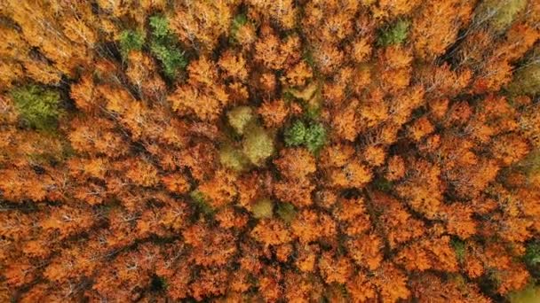 鮮やかな赤いアスペンの木の上を飛行する航空ビデオ — ストック動画