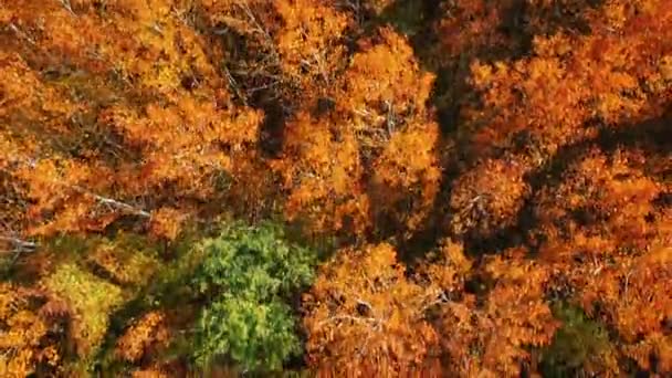 Низький політ квадрокоптера над вершинами барвистих дерев — стокове відео