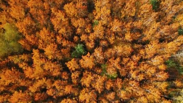 Parlak kırmızı kavak ağaçlarının tepesinde bir uçuşun havadan çekilmiş videosu. — Stok video